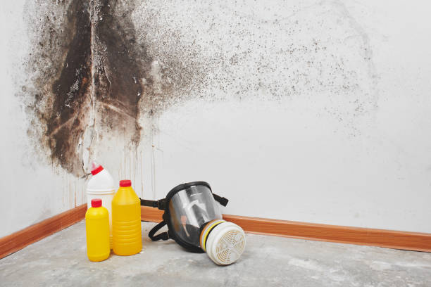 Best Commercial Mold Removal  in Mountain Green, UT