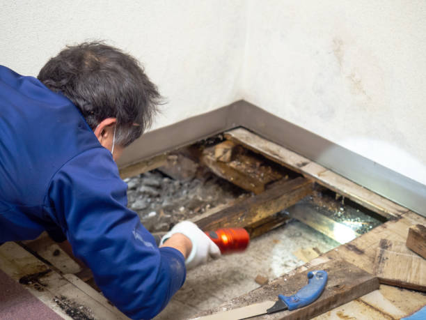Best Toxic Mold Removal  in Mountain Green, UT