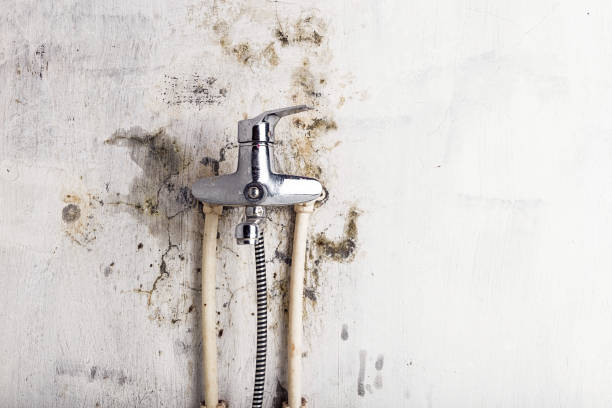 Best Commercial Mold Removal  in Mountain Green, UT