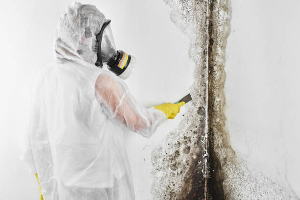 Best Toxic Mold Removal  in Mountain Green, UT