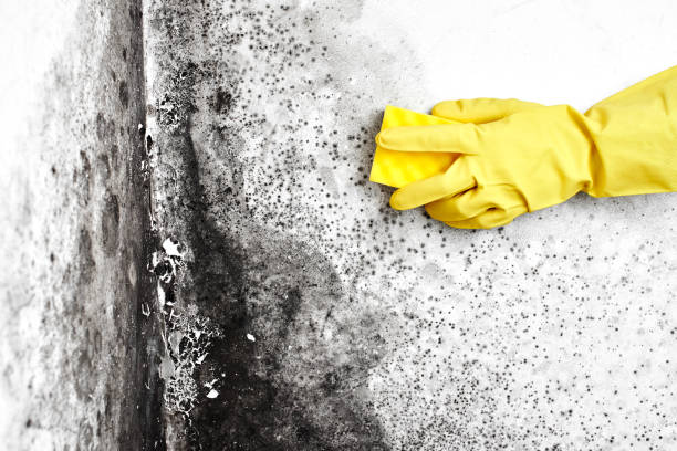 Best Certified Mold Removal  in Mountain Green, UT