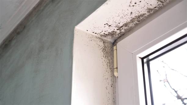 Professional Mold Removal in Mountain Green, UT