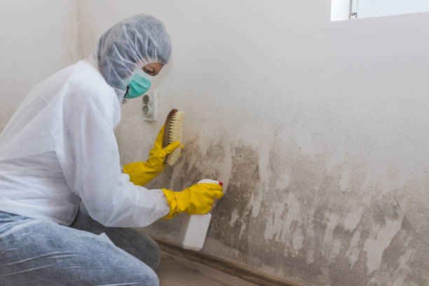 Best Residential Mold Removal  in Mountain Green, UT