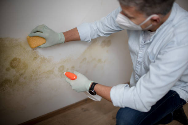 Best Mold Damage Repair  in Mountain Green, UT