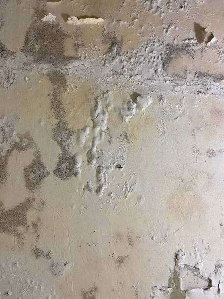 Best Mold Damage Repair  in Mountain Green, UT