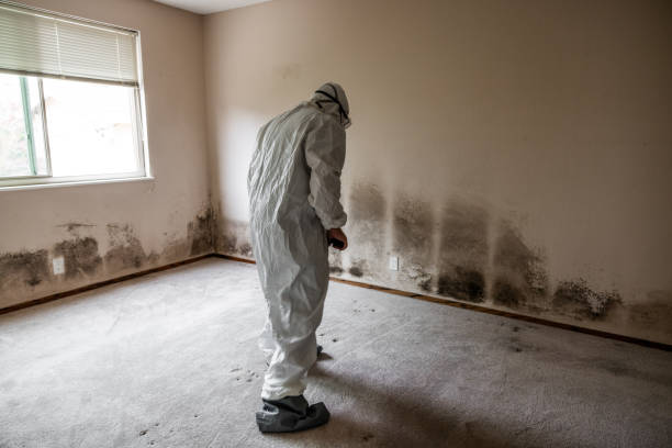 Best Mold Testing and Removal  in Mountain Green, UT