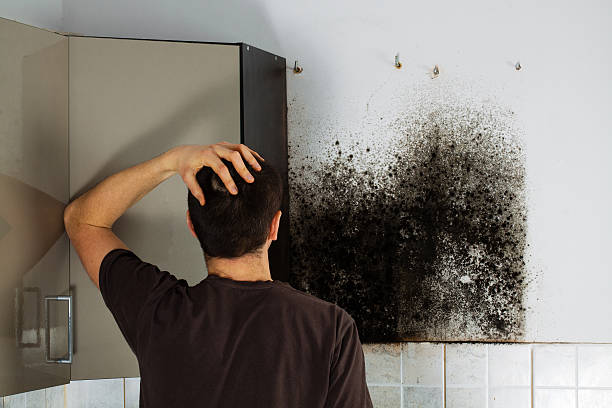 Best Crawl Space Mold Removal  in Mountain Green, UT