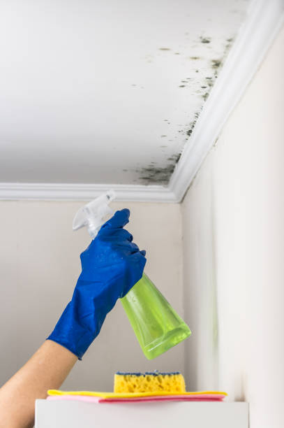 Mold Testing and Removal in Mountain Green, UT