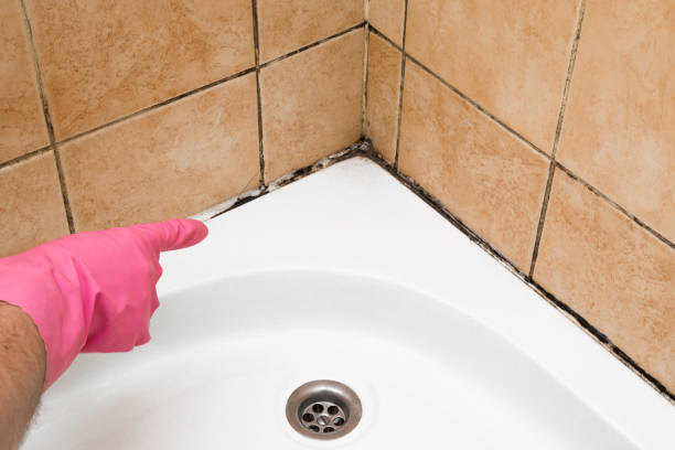 Best Office Mold Removal Services  in Mountain Green, UT