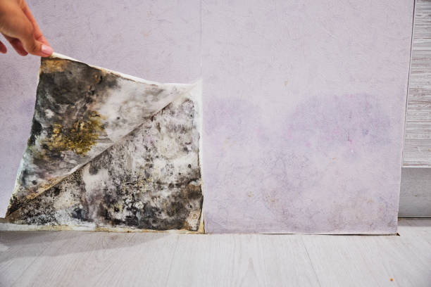 Best Same-Day Mold Removal  in Mountain Green, UT